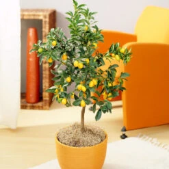 Fast Growing Trees -Fast Growing Trees Nagami Kumquat 6 FGT