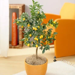 Fast Growing Trees 23 Nagami Kumquat Tree