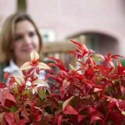 Fire Power Nandina Shrub 9 Fire Power Nandina Shrub -Fast Growing Trees Nandina Firepower 1