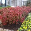Fire Power Nandina Shrub 1 Fire Power Nandina Shrub -Fast Growing Trees Nandina Firepower FGT 600x600 1cb8a9da 1064 4337 8dde 369891757fd3