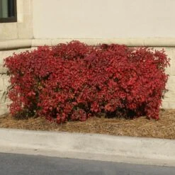 Obsession™ Nandina Shrub 13 Obsession™ Nandina Shrub -Fast Growing Trees Nandina Obsession 1