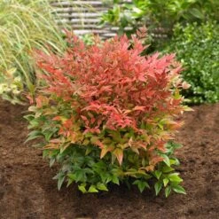 Obsession™ Nandina Shrub 12 Obsession™ Nandina Shrub -Fast Growing Trees Nandina Obsession 2
