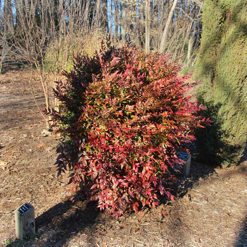 Obsession™ Nandina Shrub 7 Obsession™ Nandina Shrub - Image 5