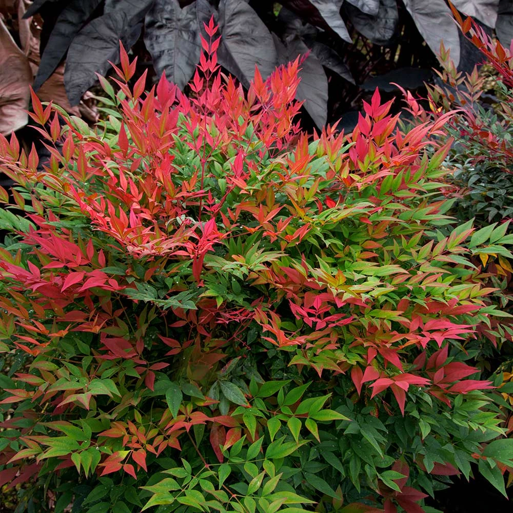 Obsession™ Nandina Shrub 4 Obsession™ Nandina Shrub - Image 2