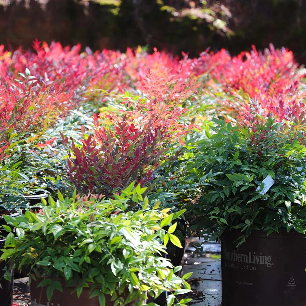 Obsession™ Nandina Shrub 10 Obsession™ Nandina Shrub - Image 8