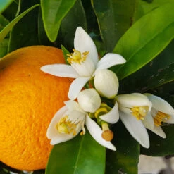 Navel Orange Tree 9 Navel Orange Tree -Fast Growing Trees Navel Orange 4
