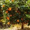 Navel Orange Tree - USDA Organic 2 Navel Orange Tree - USDA Organic -Fast Growing Trees Navel Orange FGT 600x600 282a6b72 5524 4c0e be53 86a591cdf334