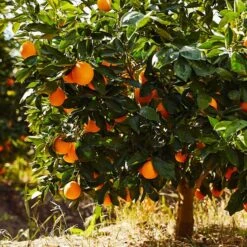Fast Growing Trees 33 Navel Orange Tree