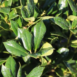 Needlepoint Holly 10 Needlepoint Holly -Fast Growing Trees Needlepoint Holly 4