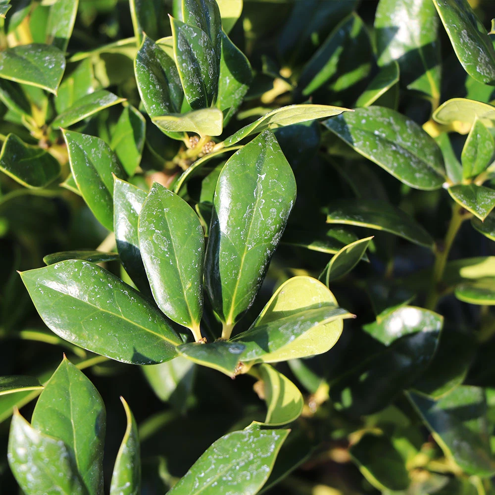 Needlepoint Holly 6 Needlepoint Holly - Image 4