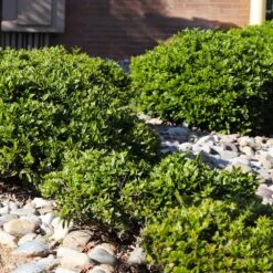 Needlepoint Holly 11 Needlepoint Holly -Fast Growing Trees Needlepoint Holly 5