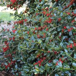 Nellie Stevens Holly 11 Nellie Stevens Holly -Fast Growing Trees Nellie Stevens Holly 1 FGT