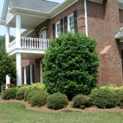 Nellie Stevens Holly 13 Nellie Stevens Holly -Fast Growing Trees Nellie Stevens Holly 4 FGT