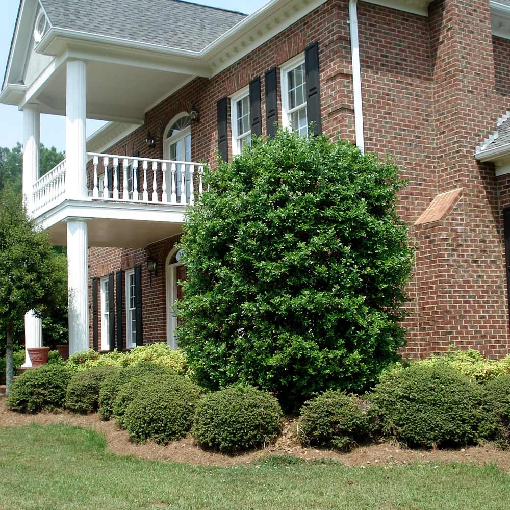 Nellie Stevens Holly 8 Nellie Stevens Holly - Image 6