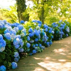 Nikko Blue Hydrangea 8 Nikko Blue Hydrangea -Fast Growing Trees Nikko Blue Hydrangea 1 FGT