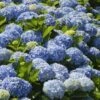 Nikko Blue Hydrangea 2 Nikko Blue Hydrangea -Fast Growing Trees Nikko Blue Hydrangea FGT 600x600 6900873b 2306 471d 9456 2b382bfd0b17