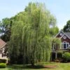 Niobe Golden Weeping Willow 2 Niobe Golden Weeping Willow -Fast Growing Trees Niobe weeping willow 600x600 d28419af 791e 4f15 bac9 b32ab8cc9129
