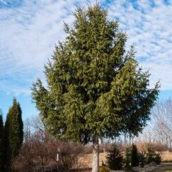 Norway Spruce Tree 9 Norway Spruce Tree -Fast Growing Trees Norway Spruce 2 FGT
