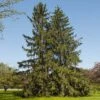 Norway Spruce Tree 2 Norway Spruce Tree -Fast Growing Trees Norway Spruce 600x600 FGT
