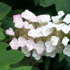 Oakleaf Hydrangea Shrub -Fast Growing Trees OAKLEAF FGT THUMB a396bc6d 9d3c 49ac 82c6 f1db3d28bb3d
