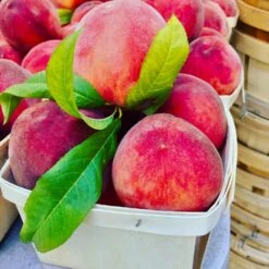 O'Henry Peach Tree -Fast Growing Trees OHenry Peach 3