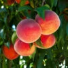 O'Henry Peach Tree 1 O'Henry Peach Tree -Fast Growing Trees OHenry Peach FGT 600x600 3015dfaa 040e 4d98 a3bb e5116b69dcc7
