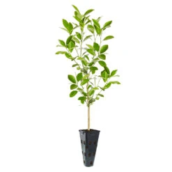 Calamondin Tree 12 Calamondin Tree -Fast Growing Trees ORG CAL 23 C
