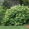 Oakleaf Hydrangea Shrub 1 Oakleaf Hydrangea Shrub -Fast Growing Trees Oakleaf Hydrangea FGT 600x600 d2944eba ae70 47b7 8382 af278ed9c7a7