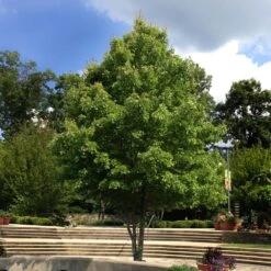 October Glory Red Maple Tree 10 October Glory Red Maple Tree -Fast Growing Trees October Glory Maple 1 FGT