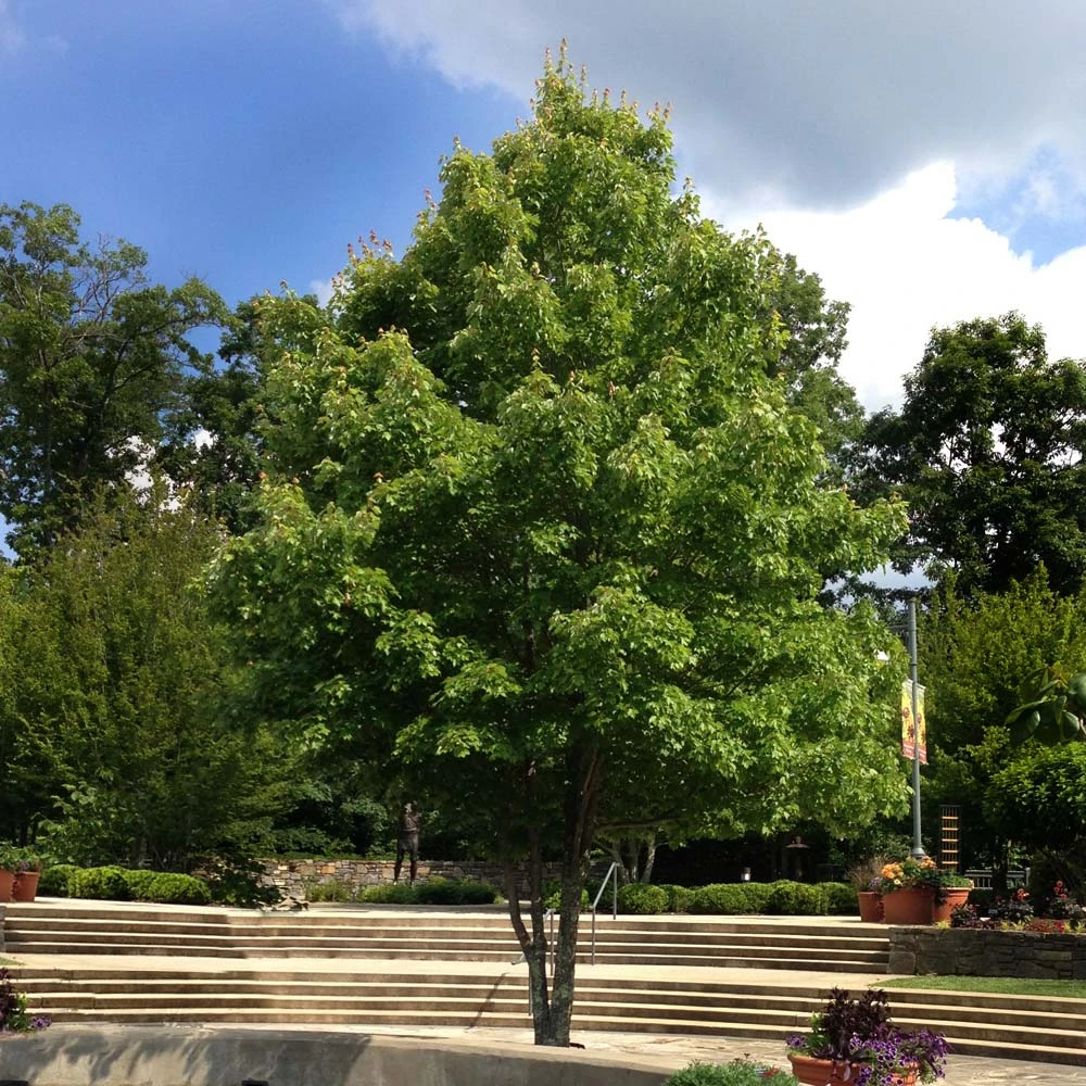 October Glory Red Maple Tree 6 October Glory Red Maple Tree - Image 4