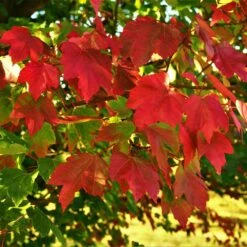 October Glory Red Maple Tree 9 October Glory Red Maple Tree -Fast Growing Trees October Glory Maple 2 FGT