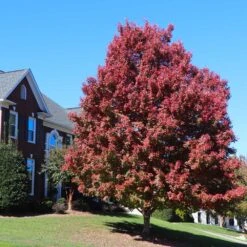 October Glory Red Maple Tree 11 October Glory Red Maple Tree -Fast Growing Trees October Glory Maple 4