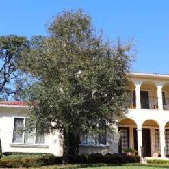 Oliana Olive Tree 7 Oliana Olive Tree -Fast Growing Trees Oliana Olive 2