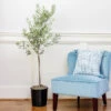 Oliana Olive Tree 1 Oliana Olive Tree -Fast Growing Trees Oliana Olive 600x600 6f3a3c9f e168 44ff aa92 eb7e474a89dc