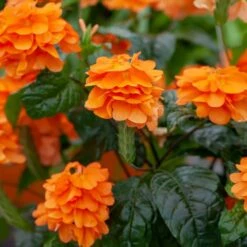 Orange Marmalade Crossandra Shrub 7 Orange Marmalade Crossandra Shrub -Fast Growing Trees Orange Marrmelade Crossandra 2 FGT