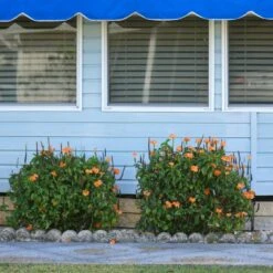 Orange Marmalade Crossandra Shrub 8 Orange Marmalade Crossandra Shrub -Fast Growing Trees Orange Marrmelade Crossandra 4