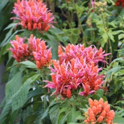 Orange Shrimp Plant 9 Orange Shrimp Plant -Fast Growing Trees Orange Shrim plant 2 BB