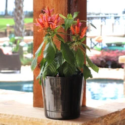 Orange Shrimp Plant 8 Orange Shrimp Plant -Fast Growing Trees Orange Shrim plant 3