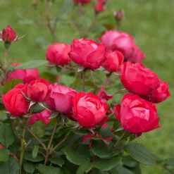 Oso EasyĀ® Double Red Rose