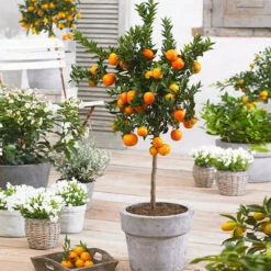 Fast Growing Trees 19 Owari Satsuma Mandarin Tree