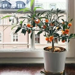 Page Mandarin Tree 8 Page Mandarin Tree -Fast Growing Trees Page Mandarin Tree 1 FGT