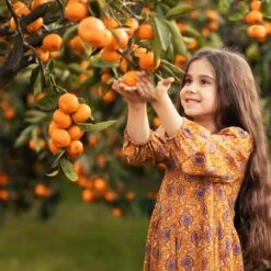 Fast Growing Trees -Fast Growing Trees Page Mandarin Tree 3 FGT