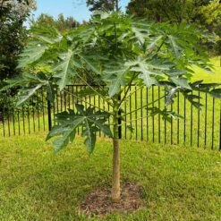 Papaya Tree 16 Papaya Tree -Fast Growing Trees Papaya 10