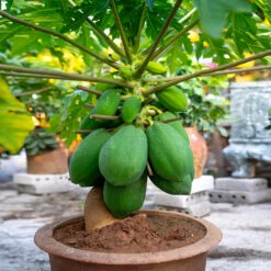 Papaya Tree 13 Papaya Tree -Fast Growing Trees Papaya 7