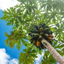 Papaya Tree 12 Papaya Tree -Fast Growing Trees Papaya 9