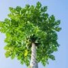 Papaya Tree 2 Papaya Tree -Fast Growing Trees Papaya FGT 600x600 dd68a3d3 99f9 41ac 8d38 d3d53170b545