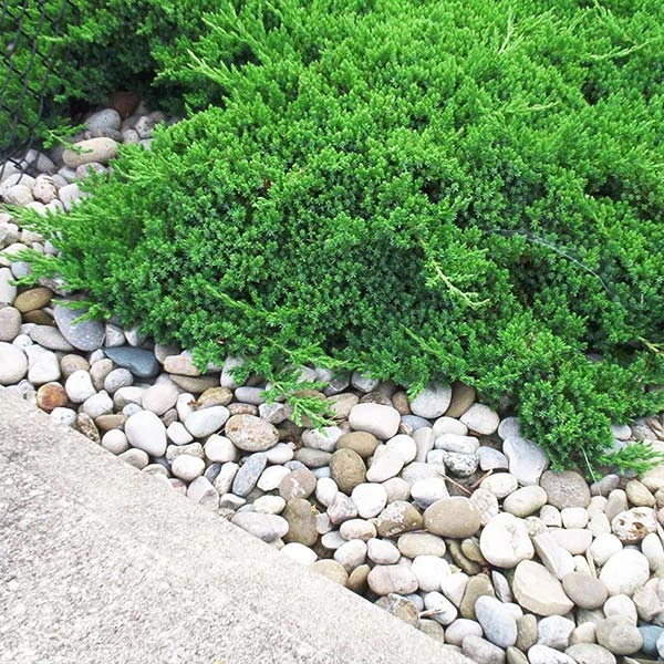 Parson’s Juniper 2 Parson’s Juniper