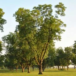 Pawnee Pecan Tree 8 Pawnee Pecan Tree -Fast Growing Trees Pawnee Pecan 5 FGT