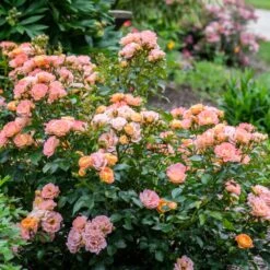 Peach Drift® Rose 7 Peach Drift® Rose -Fast Growing Trees Peach Drift Rose 2 FGT