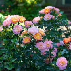 Peach DriftĀ® Rose